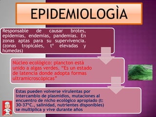 EPIDEMIOLOGÌA
Responsable   de   causar  brotes,
epidemias, endemias, pandemias. En
zonas aptas para su supervivencia.
(zonas tropicales, tº elevadas y
hùmedas)

    Nùcleo ecològico: plancton està
    unido a algas verdes. “Es un estado
    de latencia donde adopta formas
    ultramicroscòpicas”

     Estas pueden volverse virulentas por
     intercambio de plasmidios, mutaciones al
     encuentro de nicho ecològico apropiado (t:
     30-37ºC., salinidad, nutrientes disponibles)
     se multiplica y vive durante años
 