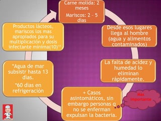 Carne molida: 2
                                meses
                            Mariscos: 2 – 5
                                 dìas
  Productos lácteos,                           Desde esos lugares
   mariscos los mas                             llega al hombre
  apropiados para su                           (agua y alimentos
 multiplicación y dosis
infectante mínima(10) 11                         contaminados)


                                              La falta de acidez y
  *Agua de mar                                    humedad lo
subsistr hasta 13                                   eliminan
       dìas.                                     rápidamente.
   *60 dìas en
  refrigeraciòn                   + Casos                  Màs
                             asintomàticos, sin         importante
                            embargo personas q
                              no se enferman
                            expulsan la bacteria.
 