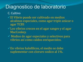 Diagnostico de laboratorio
C. Cultivo
El Vibrio puede ser cultivado en medios
alcalinos especiales, como agar triple azúcar o
agar TCBS
Los vibrios crecen en el agar sangre y el agar
MacConkey.
 Medios de agar especiales y selectivos para
vibrios así como caldos enriquecidos.
En vibrios halofilicos, el medio se debe
suplementar con cloruro sodico al 1%.
 