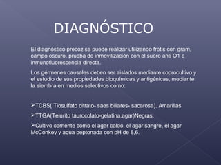 DIAGNÓSTICO
El diagnóstico precoz se puede realizar utilizando frotis con gram,
campo oscuro, prueba de inmovilización con el suero anti O1 e
inmunofluorescencia directa.
Los gérmenes causales deben ser aislados mediante coprocultivo y
el estudio de sus propiedades bioquímicas y antigénicas, mediante
la siembra en medios selectivos como:
TCBS( Tiosulfato citrato- saes biliares- sacarosa). Amarillas
TTGA(Telurito taurocolato-gelatina.agar)Negras.
Cultivo corriente como el agar caldo, el agar sangre, el agar
McConkey y agua peptonada con pH de 8,6.
 