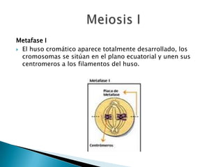 Metafase I
 El huso cromático aparece totalmente desarrollado, los
  cromosomas se sitúan en el plano ecuatorial y unen sus
  centromeros a los filamentos del huso.
 