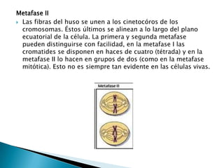 Metafase II
 Las fibras del huso se unen a los cinetocóros de los
  cromosomas. Éstos últimos se alinean a lo largo del plano
  ecuatorial de la célula. La primera y segunda metafase
  pueden distinguirse con facilidad, en la metafase I las
  cromatides se disponen en haces de cuatro (tétrada) y en la
  metafase II lo hacen en grupos de dos (como en la metafase
  mitótica). Esto no es siempre tan evidente en las células vivas.
 