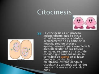 La citocinesis es un proceso
independiente, que se inicia
simultáneamente a la telofase.
Técnicamente no es parte de la
mitosis, sino un proceso
aparte, necesario para completar la
división celular. En las células
animales, se genera un surco de
escisión que contiene un anillo
contráctil de actina en el lugar
donde estuvo la placa
metafásica, estrangulando el
citoplasma y aislando así los dos
nuevos núcleos en dos células
hijas
 