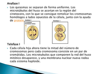 Anafase I
 Los quiasmas se separan de forma uniforme. Los
  microtúbulos del huso se acortan en la región del
  cinetocoro, con lo que se consigue remolcar los cromosomas
  homólogos a lados opuestos de la célula, junto con la ayuda
  de proteínas motoras




Telofase I
 Cada célula hija ahora tiene la mitad del número de
  cromosomas pero cada cromosoma consiste en un par de
  cromátidas. Los microtubulos que componen la red del huso
  mitótico desaparece, y una membrana nuclear nueva rodea
  cada sistema haploide.
 