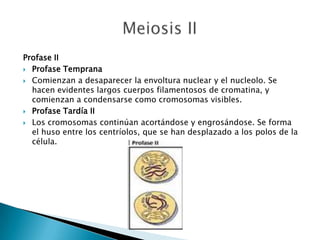 Profase II
 Profase Temprana

 Comienzan a desaparecer la envoltura nuclear y el nucleolo. Se
  hacen evidentes largos cuerpos filamentosos de cromatina, y
  comienzan a condensarse como cromosomas visibles.
 Profase Tardía II

 Los cromosomas continúan acortándose y engrosándose. Se forma
  el huso entre los centríolos, que se han desplazado a los polos de la
  célula.
 