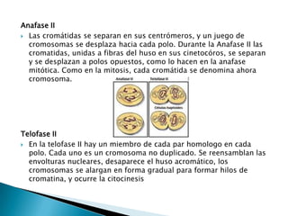 Anafase II
 Las cromátidas se separan en sus centrómeros, y un juego de
  cromosomas se desplaza hacia cada polo. Durante la Anafase II las
  cromatidas, unidas a fibras del huso en sus cinetocóros, se separan
  y se desplazan a polos opuestos, como lo hacen en la anafase
  mitótica. Como en la mitosis, cada cromátida se denomina ahora
  cromosoma.




Telofase II
 En la telofase II hay un miembro de cada par homologo en cada
  polo. Cada uno es un cromosoma no duplicado. Se reensamblan las
  envolturas nucleares, desaparece el huso acromático, los
  cromosomas se alargan en forma gradual para formar hilos de
  cromatina, y ocurre la citocinesis
 
