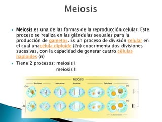    Meiosis es una de las formas de la reproducción celular. Este
    proceso se realiza en las glándulas sexuales para la
    producción de gametos. Es un proceso de división celular en
    el cual unacélula diploide (2n) experimenta dos divisiones
    sucesivas, con la capacidad de generar cuatro células
    haploides (n)
   Tiene 2 procesos: meiosis I
                       meiosis II
 