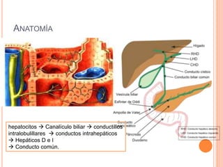 ANATOMÍA
hepatocitos  Canalículo biliar  conductillos
intralobulillares  conductos intrahepáticos
 Hepáticos D e I
 Conducto común.
 