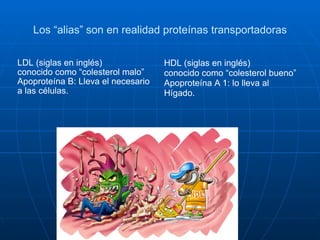 Los “alias” son en realidad proteínas transportadoras LDL (siglas en inglés)  conocido como “colesterol malo” Apoproteína B: Lleva el necesario a las células. HDL (siglas en inglés)  conocido como “colesterol bueno” Apoproteína A   1: lo lleva al Hígado. 