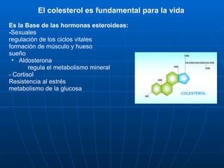 Es la Base de las hormonas esteroideas:  - Sexuales  regulación de los ciclos vitales formación de músculo y hueso sueño Aldosterona  regula el metabolismo mineral - Cortisol Resistencia al estrés metabolismo de la glucosa El colesterol es fundamental para la vida 