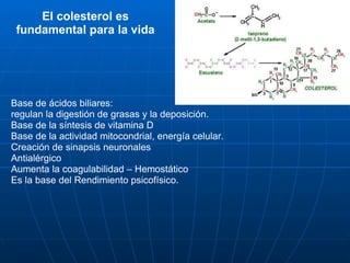 Base de ácidos biliares:  regulan la digestión de grasas y la deposición. Base de la síntesis de vitamina D Base de la actividad mitocondrial, energía celular.  Creación de sinapsis neuronales Antialérgico Aumenta la coagulabilidad – Hemostático Es la base del Rendimiento psicofísico. El colesterol es fundamental para la vida 