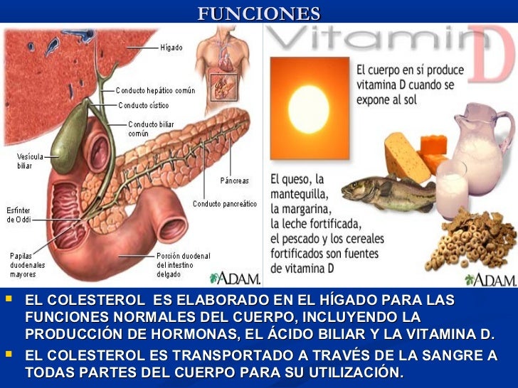 Colesterol