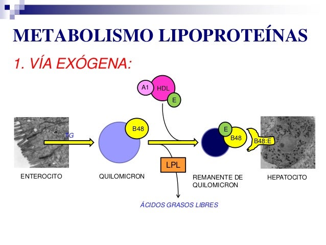 Ideas para ayudarle con acelerador del metabolismo