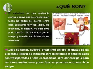 ¿QUÉ SON? El colesterol  es una sustancia cerosa y suave que se encuentra en todas las partes del cuerpo, entre ellas, el sistema nervioso, la piel, los músculos, el hígado, los intestinos y el corazón. Es elaborada por el cuerpo y también se obtiene de los alimentos.   Luego de comer,  nuestro  organismo digiere las grasas de los alimentos  liberando triglicéridos y colesterol a la sangre; éstos son transportados a todo el organismo para dar energía o para ser almacenados como grasa. Son componentes normales de la sangre 