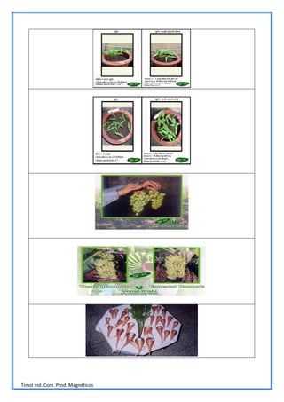 Timol Ind. Com. Prod. Magnéticos
 