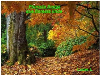   Floresta Amiga que floresta linda Lucas L. 
