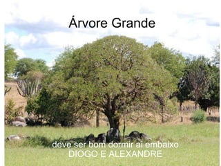 Árvore Grande deve ser bom dormir ai embaixo DIOGO E ALEXANDRE 