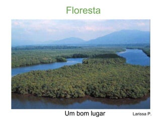 Floresta Um bom lugar Larissa P. 