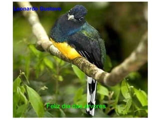 feliz dia da arvore Feliz dia das árvores Leonardo Gustavo   