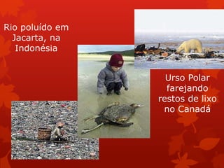 Rio poluído em
  Jacarta, na
   Indonésia


                   Urso Polar
                   farejando
                 restos de lixo
                  no Canadá
 
