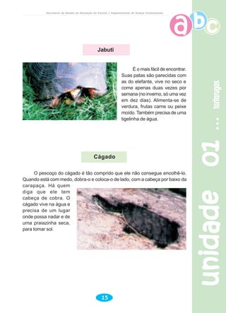 Secretaria de Estado da Educação do Paraná / Departamento de Ensino Fundamental
unidade01unidade01unidade01unidade01unidade01tartarugastartarugastartarugastartarugastartarugas
15
É o mais fácil de encontrar.
Suas patas são parecidas com
as do elefante, vive no seco e
come apenas duas vezes por
semana (no inverno, só uma vez
em dez dias). Alimenta-se de
verdura, frutas carne ou peixe
moído. Também precisa de uma
tigelinha de água.
O pescoço do cágado é tão comprido que ele não consegue encolhê-lo.
Quando está com medo, dobra-o e coloca-o de lado, com a cabeça por baixo da
carapaça. Há quem
diga que ele tem
cabeça de cobra. O
cágado vive na água e
precisa de um lugar
onde possa nadar e de
uma praiazinha seca,
para tomar sol.
Cágado
Jabuti
 