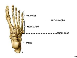 TARSO
METATARSO
FALANGES
ARTICULAÇÃO
ARTICULAÇÃO
116
 