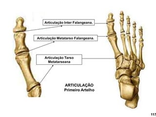 Articulação Tarso
Metatarseana
Articulação Metatarso Falangeana.
Articulação Inter Falangeana.
ARTICULAÇÃO
Primeiro Artelho
117
 