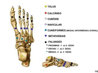 TÁLUS
CALCÂNEO
CUBÓIDE
NAVICULAR
CUNEIFORMES (MEDIAL /INTERMÉDIO/LATERAL)
METATARSAIS
FALANGES
PROXIMAIS - 1 ao 5 DEDO.
DISTAIS - 1 ao 5 DEDO.
MÉDIAS - 2 ao 5 DEDO.
119
 