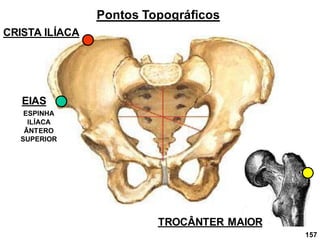 157
Pontos Topográficos
CRISTA ILÍACA
EIAS
ESPINHA
ILÍACA
ÂNTERO
SUPERIOR
TROCÂNTER MAIOR
 