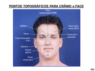 236
PONTOS TOPOGRÁFICOS PARA CRÂNIO e FACE
 