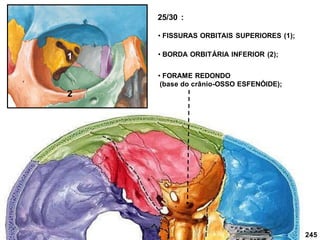 245
25/30 :
• FISSURAS ORBITAIS SUPERIORES (1);
• FORAME REDONDO
(base do crânio-OSSO ESFENÓIDE);
• BORDA ORBITÁRIA INFERIOR (2);
1
2
 