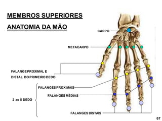 MEMBROS SUPERIORES
ANATOMIA DA MÃO CARPO
METACARPO
FALANGES PROXIMAIS
FALANGES MÉDIAS
FALANGES DISTAIS
FALANGEPROXIMAL E
DISTAL DO PRIMEIRO DEDO
2 ao 5 DEDO
67
 