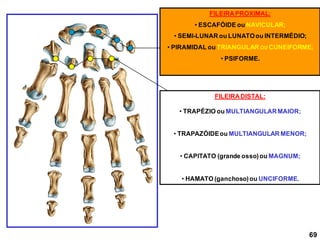 FILEIRADISTAL:
• TRAPÉZIO ou MULTIANGULARMAIOR;
• TRAPAZÓIDEou MULTIANGULAR MENOR;
• CAPITATO (grande osso)ou MAGNUM;
• HAMATO (ganchoso)ou UNCIFORME.
FILEIRAPROXIMAL:
• ESCAFÓIDE ou NAVICULAR;
• SEMI-LUNAR ou LUNATOou INTERMÉDIO;
• PIRAMIDAL ou TRIANGULAR OU CUNEIFORME;
• PSIFORME.
69
 