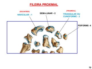 70
NAVICULAR - 1
SEMI-LUNAR - 2 TRIANGULAR OU
CUNEIFORME - 3
PSIFORME- 4
FILEIRA PROXIMAL
(ESCAFÓIDE) (PIRAMIDAL)
 