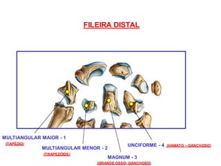 MULTIANGULAR MAIOR - 1
MULTIANGULAR MENOR - 2
MAGNUM - 3
UNCIFORME - 4
FILEIRA DISTAL
(TAPÉZIO)
(TRAPEZÓIDE)
(GRANDE OSSO- GANCHOSO)
(HAMATO – GANCHOSO)
 