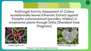 Antifungal Activity Assessment of Coleus
scutellaroides leaves Ethanolic Extract against
Erysiphe cichoracearum (powdery mildew) in
ornamental plants through SADs (Standard Area
Diagrams)
A Research made by the Agriculture Group
( Siesta Sand, n.d ) ( Garden Design, n.d )
 