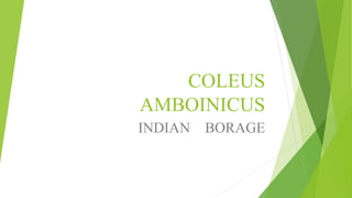 COLEUS
AMBOINICUS
INDIAN BORAGE
 