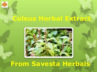 Coleus Herbal Extract
From Savesta Herbals
 