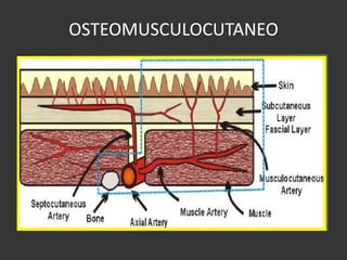 OSTEOMUSCULOCUTANEO  