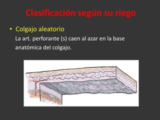 Clasificación según su riego Colgajo aleatorio La art. perforante (s) caen al azar en la base  anatómica del colgajo. 