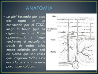 • La piel formada por esas
dos capas se ve
continuada por el TCSC,
luego la fascia (que en
algunas zonas se llama
aponeurosis), y luego
tendremos el musculo. A
través de todas estas
capas existirán una red
de plexos, que son vasos
que irrigaran todas esas
estructuras y nos servirán
para sacar colgajos.
 