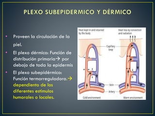• Proveen la circulación de la
piel.
• El plexo dérmico: Función de
distribución primaria por
debajo de toda la epidermis
• El plexo subepidérmico:
Función termorreguladora.
dependiento de los
diferentes estimulos
humorales o locales.
 
