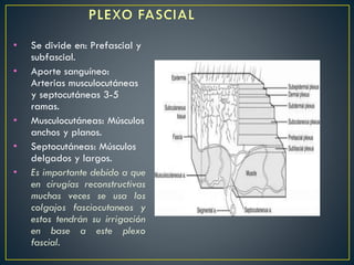 • Se divide en: Prefascial y
subfascial.
• Aporte sanguíneo:
Arterias musculocutáneas
y septocutáneas 3-5
ramas.
• Musculocutáneas: Músculos
anchos y planos.
• Septocutáneas: Músculos
delgados y largos.
• Es importante debido a que
en cirugías reconstructivas
muchas veces se usa los
colgajos fasciocutaneos y
estos tendrán su irrigación
en base a este plexo
fascial.
 