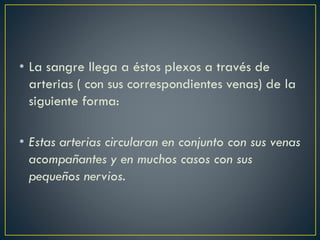 • La sangre llega a éstos plexos a través de
arterias ( con sus correspondientes venas) de la
siguiente forma:
• Estas arterias circularan en conjunto con sus venas
acompañantes y en muchos casos con sus
pequeños nervios.
 