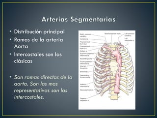 • Distribución principal
• Ramas de la arteria
Aorta
• Intercostales son las
clásicas
• Son ramas directas de la
aorta. Son las mas
representativas son las
intercostales.
 