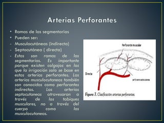 • Ramas de las segmentarias
• Pueden ser:
- Musculocutáneas (indirecta)
- Septocutánea ( directa)
- Estas son ramas de las
segmentarias. Es importante
porque existen colgajos en los
que la irrigación solo se base en
estas arterias perforantes. Las
arterias musculocutaneas también
son conocidas como perforantes
indirectas. Las arterias
septocutaneas atravesaran a
través de los tabiques
musculares, no a través del
cuerpo como las
musculocutaneas.
 