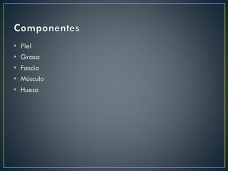 • Piel
• Grasa
• Fascia
• Músculo
• Hueso
 