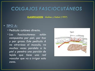 • TIPO A:
• Pedículo cutáneo directo.
• Los fasciocutaneos están
compuestos por piel, por tcsc
y por grasa. Este pediculo A
no atraviesa el musculo, va
muchas veces paralela a la
piel y penetra una porción de
tejido que tiene una red
vascular que va a irrigar esta
zona.
CLASIFICACION Mathes y Nahai (1997)
 