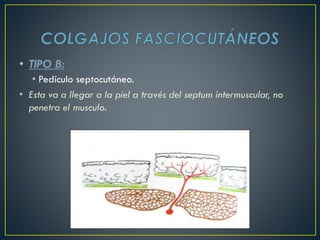 • TIPO B:
• Pedículo septocutáneo.
• Esta va a llegar a la piel a través del septum intermuscular, no
penetra el musculo.
 