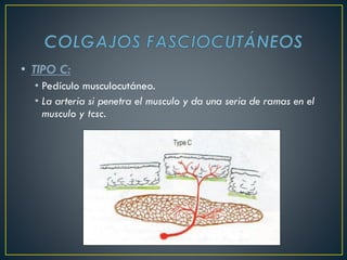 • TIPO C:
• Pedículo musculocutáneo.
• La arteria si penetra el musculo y da una seria de ramas en el
musculo y tcsc.
 